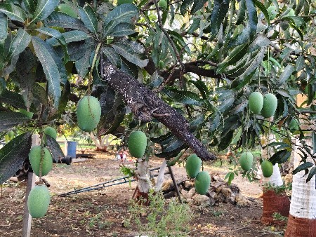 બગીસા નો ઈજારો આપવાનો છે