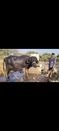 थंबनेल 3