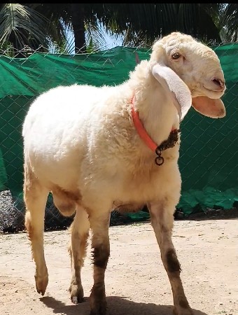 ઑટસફ મૅસૅજ કરવૉ ભાયૉ