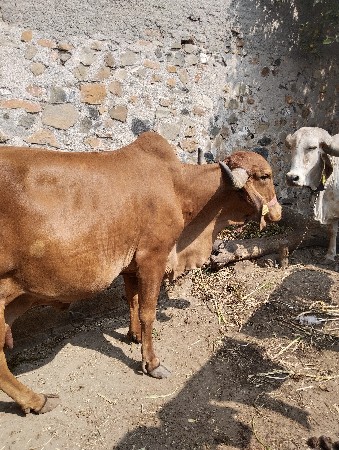 દેશી ગાય વેચવા નિ છે