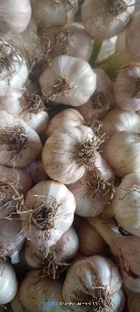 દેશી લાલ લસણ