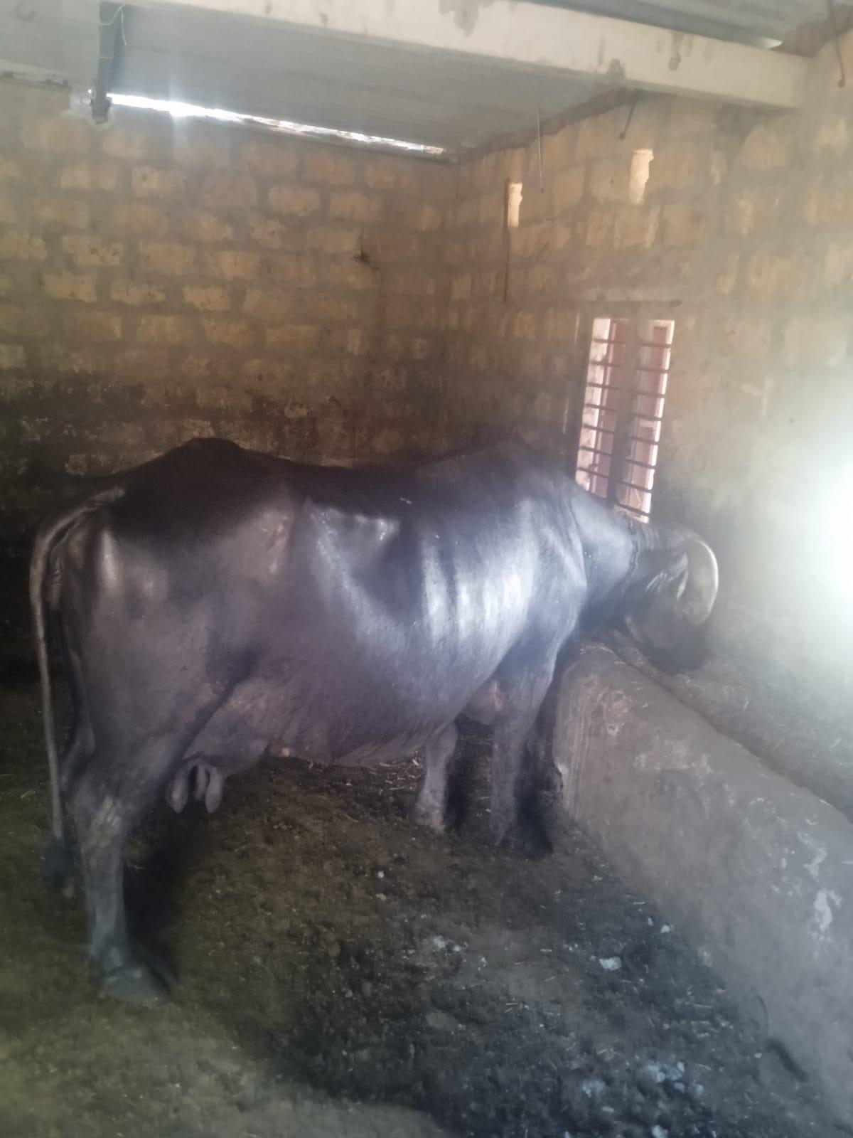 ભેંસ વેચવાની છે