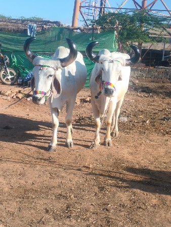 थंबनेल 3