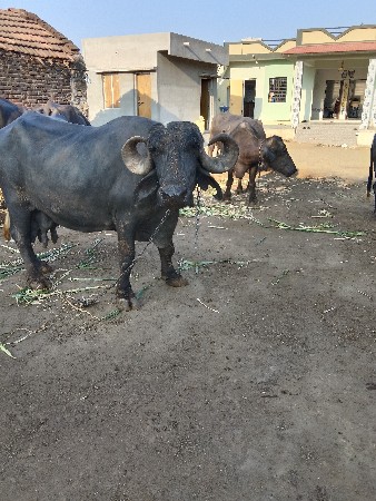 थंबनेल 3