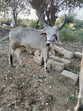 थंबनेल 3