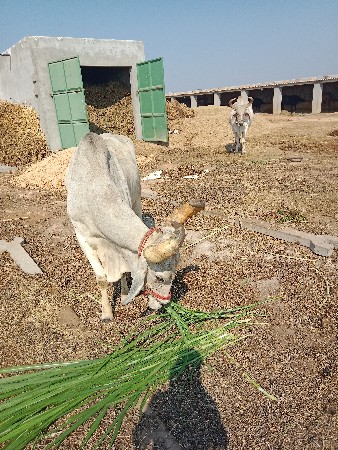 थंबनेल 2