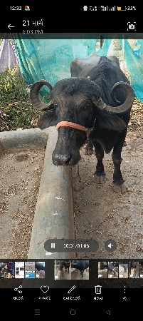 થંબનેલ 3