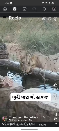 ફેનશિગ ઝાળી