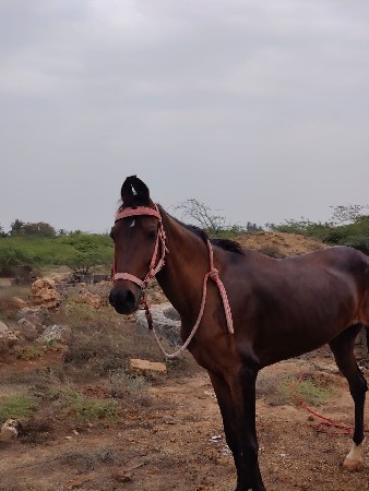 આ‌ ઘોડીના‌ સાટા‌ કરવાનાછે
