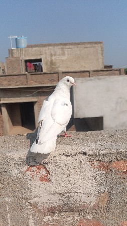 કબૂતર વેચવાના છે