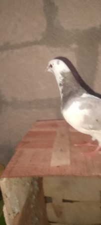 થંબનેલ 2