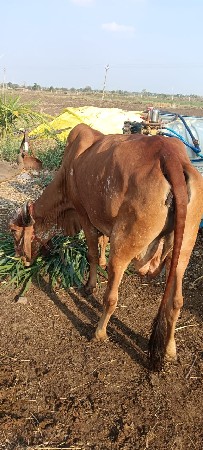 थंबनेल 3