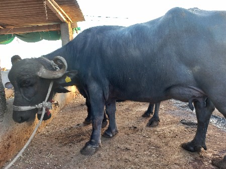 थंबनेल 3