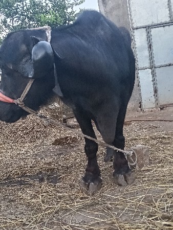 थंबनेल 3