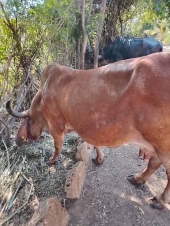 ગાય વેચવાની છે
