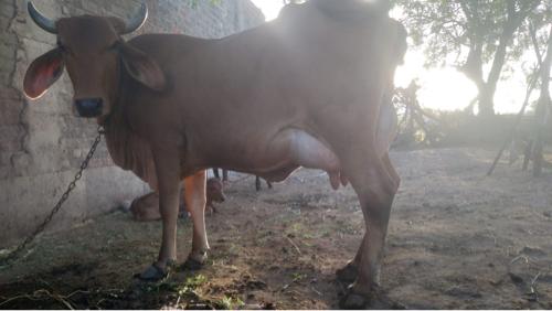 Gir cross gay devani che