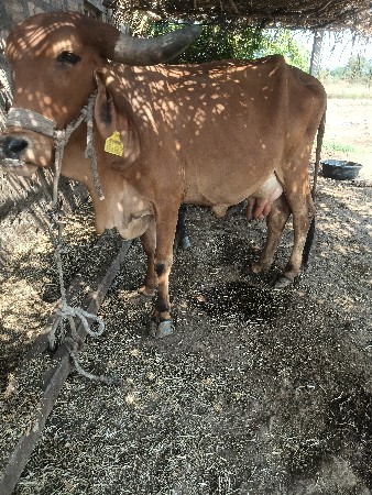 ગાય વેચવા ની છે