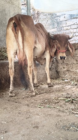 थंबनेल 3