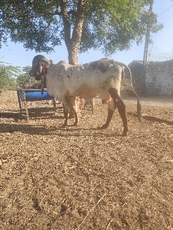 थंबनेल 3