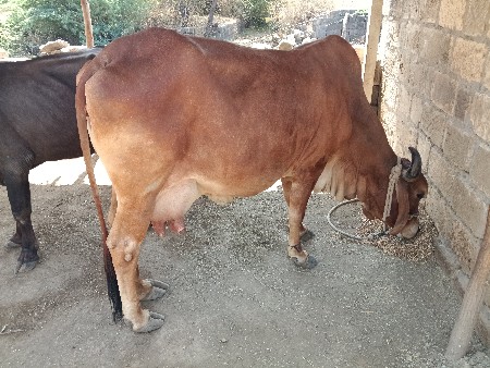 થંબનેલ 3