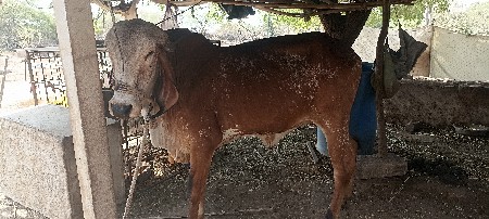 ગીર વાસડી વેસવાની સે