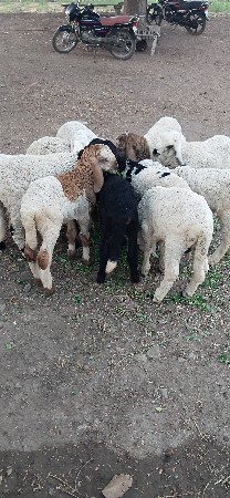 થંબનેલ 2