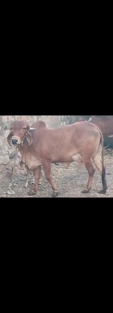 થંબનેલ 3