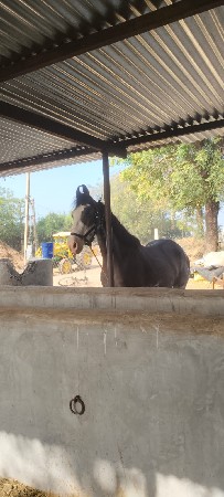 ઘોડી વેચવાની છે