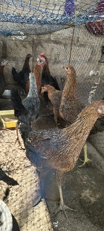 સોનાલી મૂરઘી