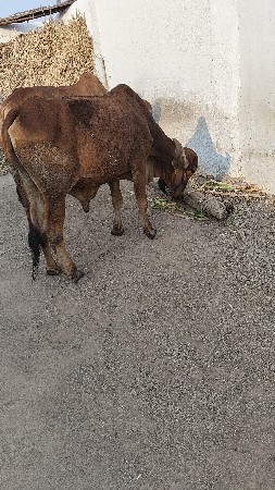 થંબનેલ 5