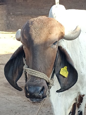 ગાય વેચવાની છે