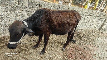 ગાય વેચવાની છે