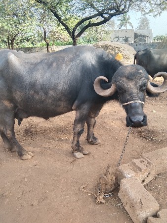 થંબનેલ 2