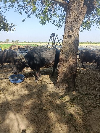 થંબનેલ 3