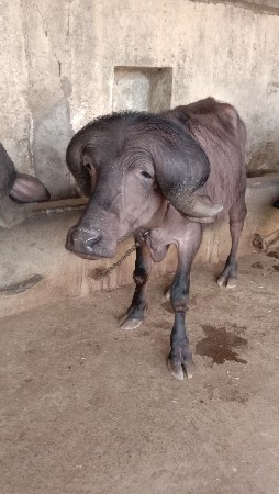 પાડો વેચવાનો છે.