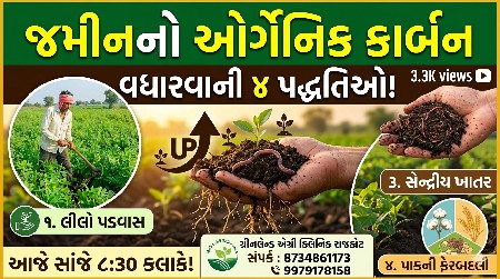 શણ ઇક્કડ બિયારણ મળશે