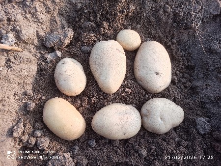 બટાકા વેચવાના છે