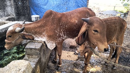 थंबनेल 2