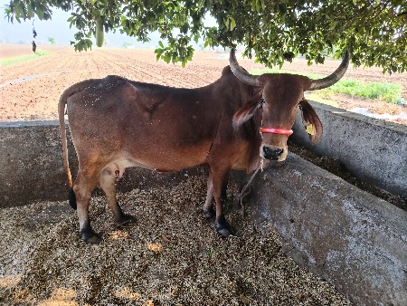 થંબનેલ 3