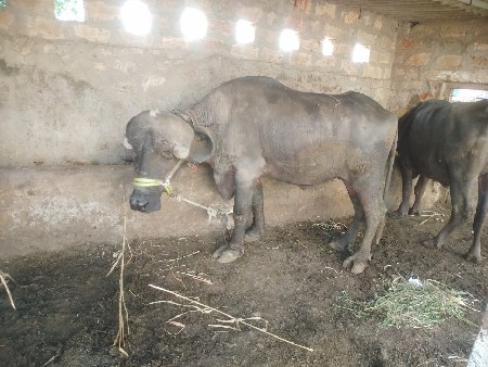 थंबनेल 3