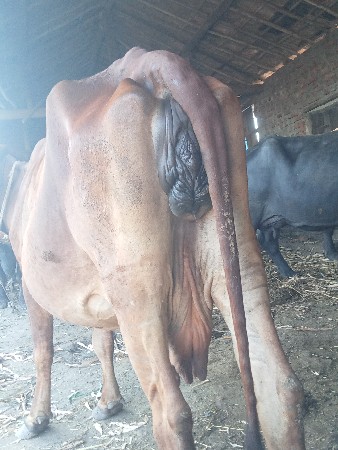 ગાય વેચવાની છે