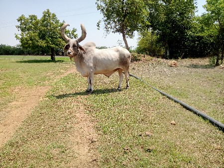 એક બળધ વેચવાનો છે
મો.9662343231