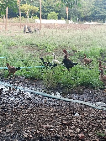 અખિલ મુરઘા મુર્ગી વેચવાની છે