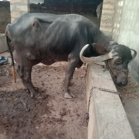 ભેંસ વેચવાની છે