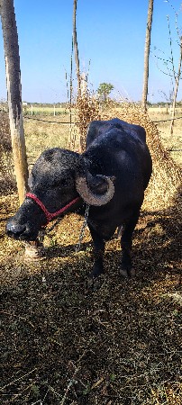 ખડેલું વેચવાનુ છે