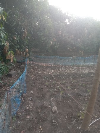 કેસર આંબાનો ઇજારો આપવાનો છે