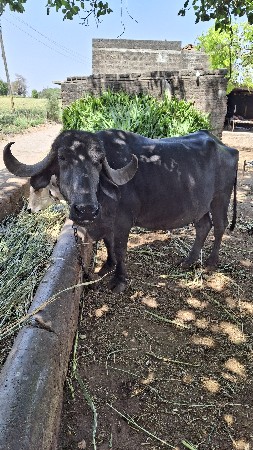 थंबनेल 2