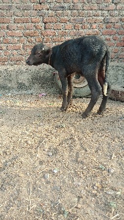 થંબનેલ 2