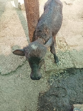 થંબનેલ 3