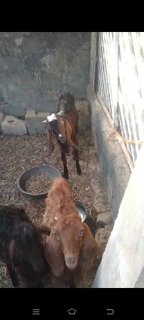 थंबनेल 2